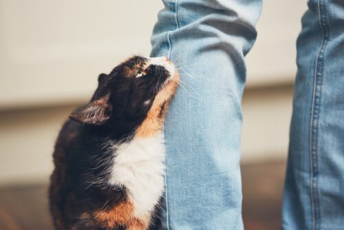 en kat gnider sig op af et bukseben