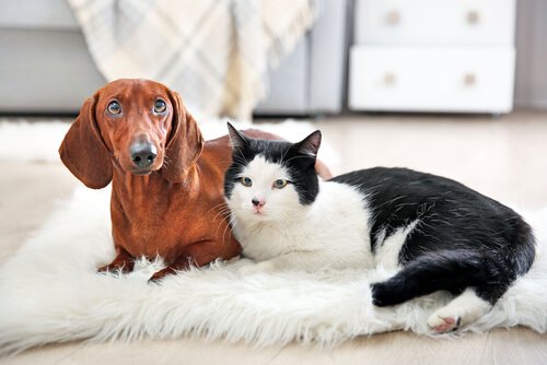 kat og hund hygger sig