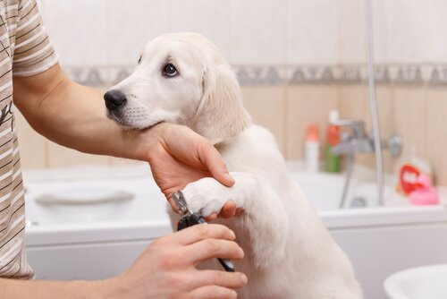Sådan laver du en manicure på hunden derhjemme