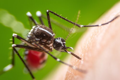 myg vil svæve rundt om dit hoved