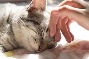 5 fordele ved at sove med din kat