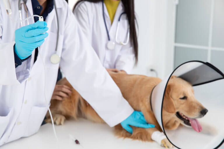 8 almindelige hundesygdomme
