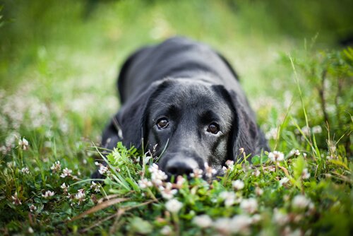 sort hund ligger i græsset