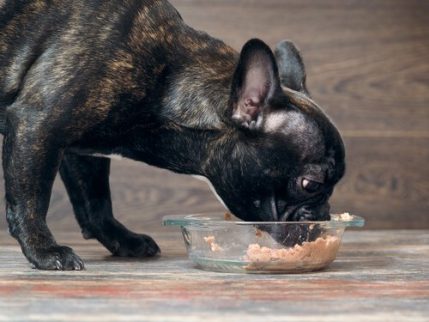Hund spiser af skålen