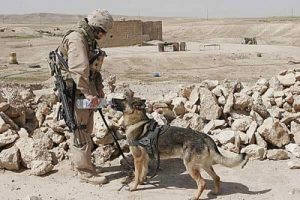 Venskab mellem soldater og hunde i Afghanistan