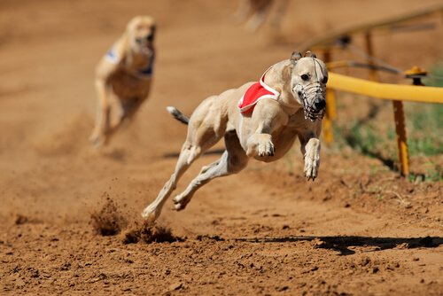 en greyhound i løb