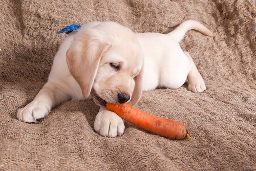Hund spiser en gulerod