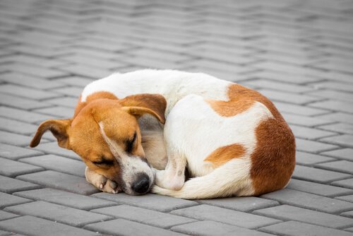En træt hund på gaden