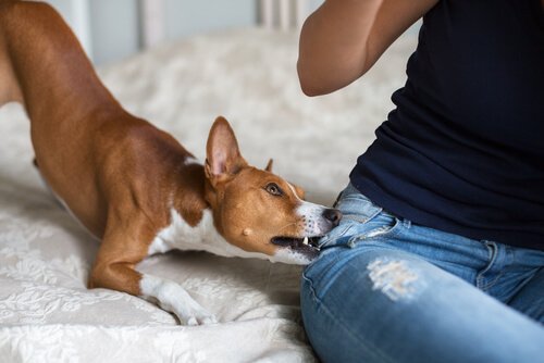 forhindre din hund i at bide