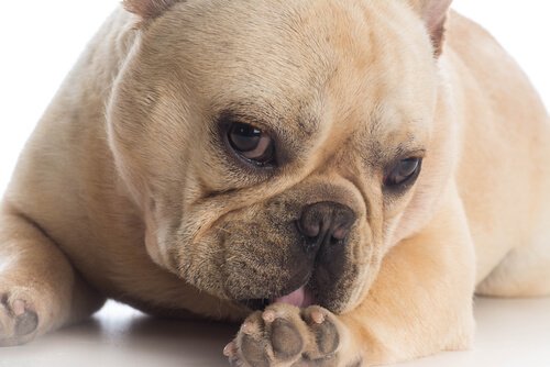Bør du lade din hund slikke sine sår?