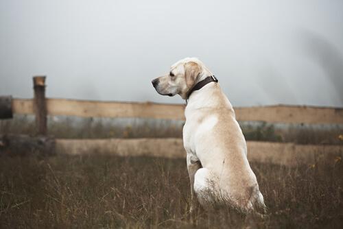 En hund ser efter sin ejer