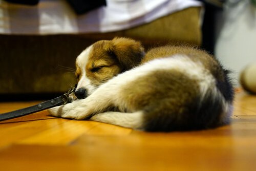 En hund sover på gulvet