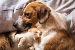 Sådan behandles diarré hos katte og hunde