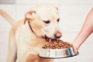 Sådan undgår du, at din hund spiser for hurtigt