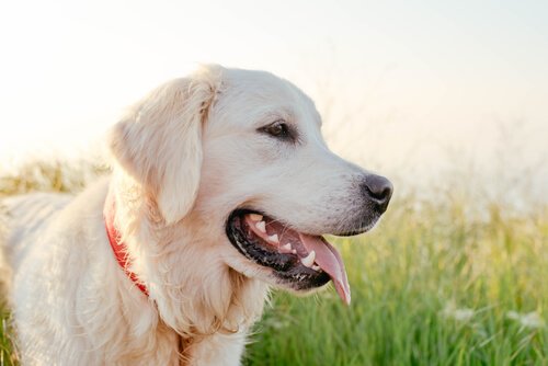 Labrador er blandt de mest intelligente hunde