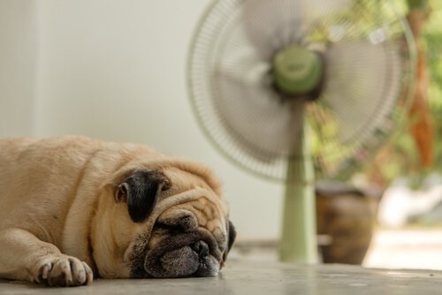 Hvordan tager du dig af din hund i varmen?