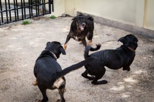 Spansk politi redder 230 hunde fra hundekamp