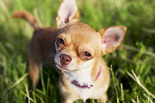 Chihuahua i græsset