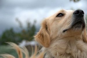Husk at pleje din hund: Sådan gør du det nemt