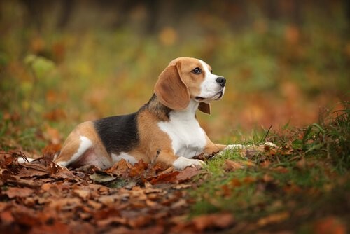 beagle i skoven
