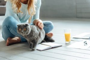 6 regler for at bo sammen med en kat