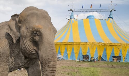 Elefant står ude foran et cirkus