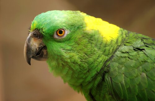 Depression hos papegøjer: Årsager og symptomer