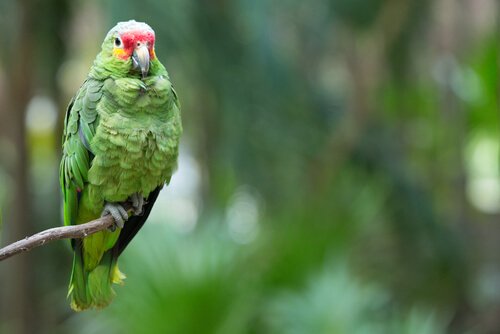 Grøn papegøje på en gren