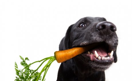 Grøntsager til hunden eller?
