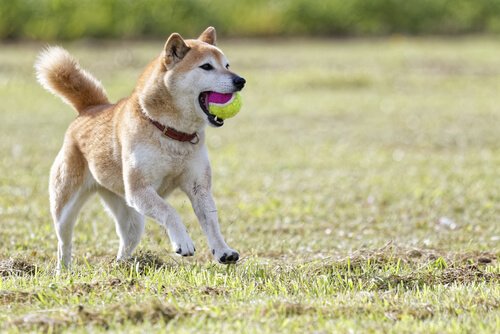 Hund der leger med en bold