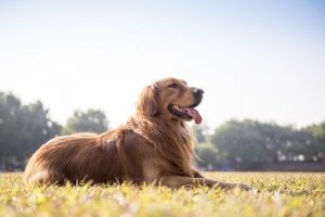 Din hunds afføring afslører dens sundhed