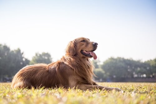 Din hunds afføring afslører dens sundhed