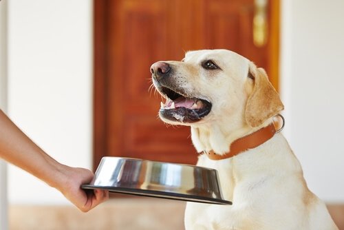 Hvad skal du gøre, hvis din hund mister appetitten?
