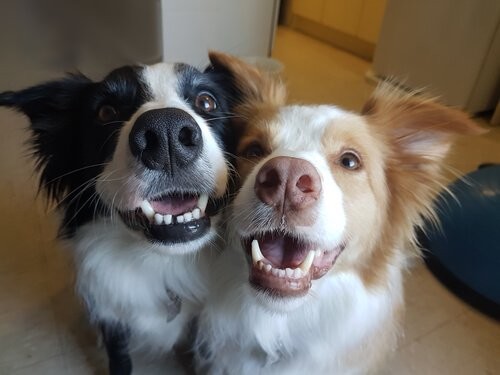 Hunde smiler til kameraet 