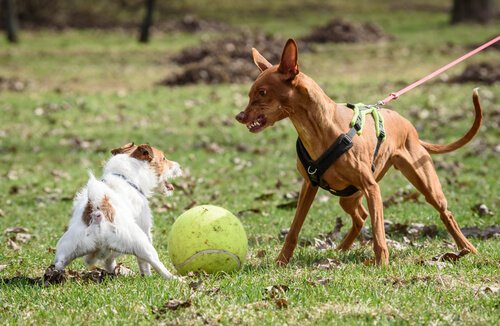 To hunde kæmper om en bold