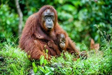 En orangutang med sin unge