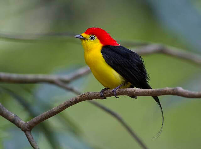 se denne fugl i amazonas