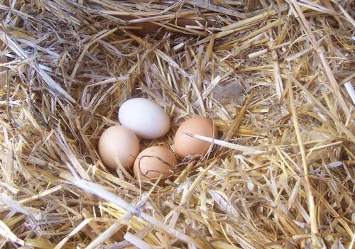 Sådan kan du forbedre din hønes æggekvalitet