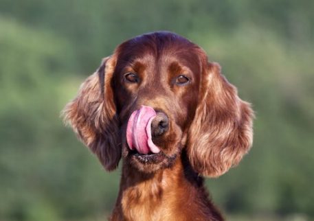 brun hund slikker sig om munden