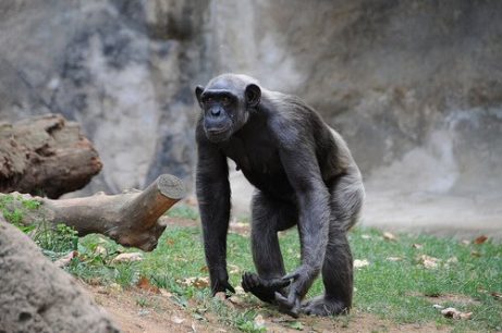 chimpansen kan også bruge redskaber