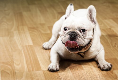 fransk bulldog slikker sig om munden