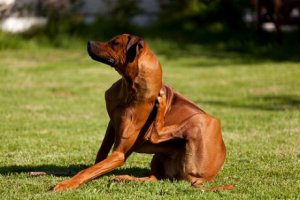 Demodicose hos hunde: Årsager, symptomer og behandling