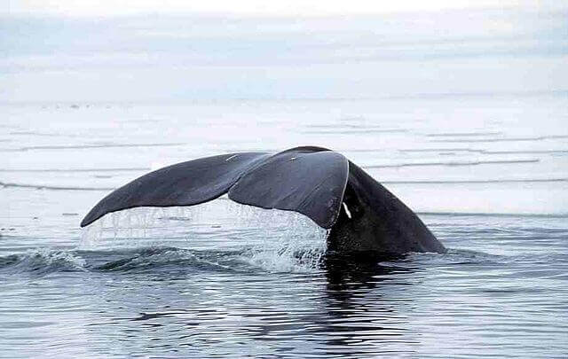 Grønlandshvalen lever meget længe