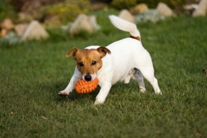 Hund løber i have med det bedste legetøj til en hund