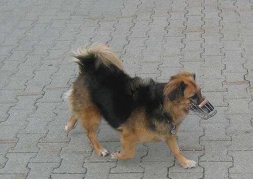 en lille hund med sin mundkurv på