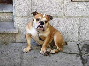 Den spanske Bulldog