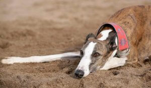 Springremme til greyhounds: Godt eller skidt?