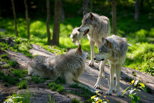 Unge ulve i en skov