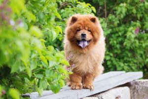Hunderacer med blå tunger: Det skal du vide