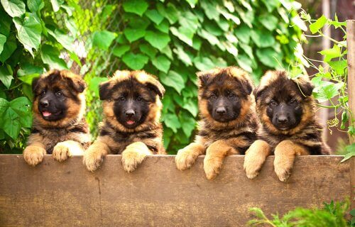 fire smukke hundehvalpe